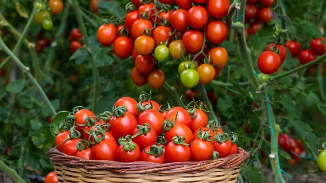 ٹماٹر اور اس کے حیرت انگیز فوائد