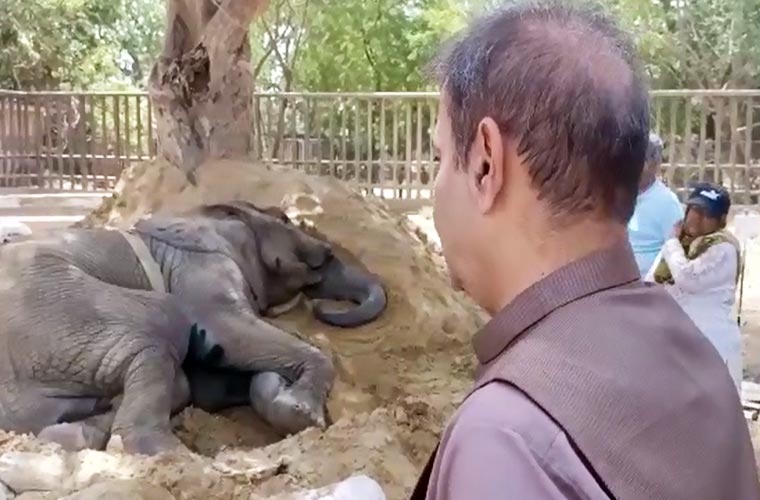 ہتھنی کمزوری کے باعث بیٹھی، ماہرین کے مشورے سے دیکھ بھال کی جارہی ہے : ایڈمنسٹریٹر کراچی