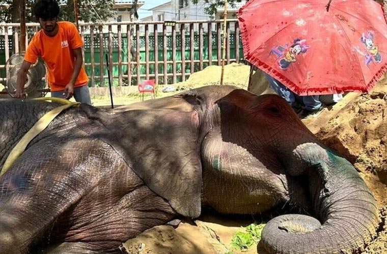 کراچی : ہتھنی نورجہاں کے علاج کیلئے عالمی ماہرین سے مدد مانگ لی گئی