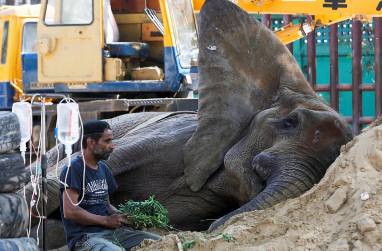 بیمار ہتھنی نورجہاں کی حالت میں بہتری کا دعویٰ
