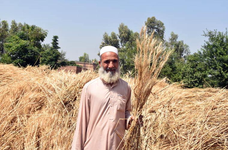 خیبر پختونخوا : بارشوں سے فصلوں کو نقصان، گندم کی پیداوار ایک لاکھ ٹن کم ہونے کا خدشہ