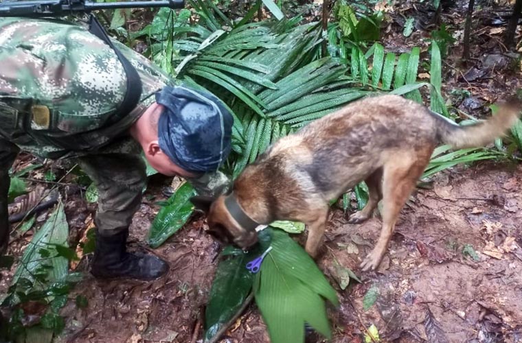 قدرت کا کرشمہ : جنگلات میں طیارہ حادثے کے دو ہفتوں بعد چار بچے زندہ مل گئے
