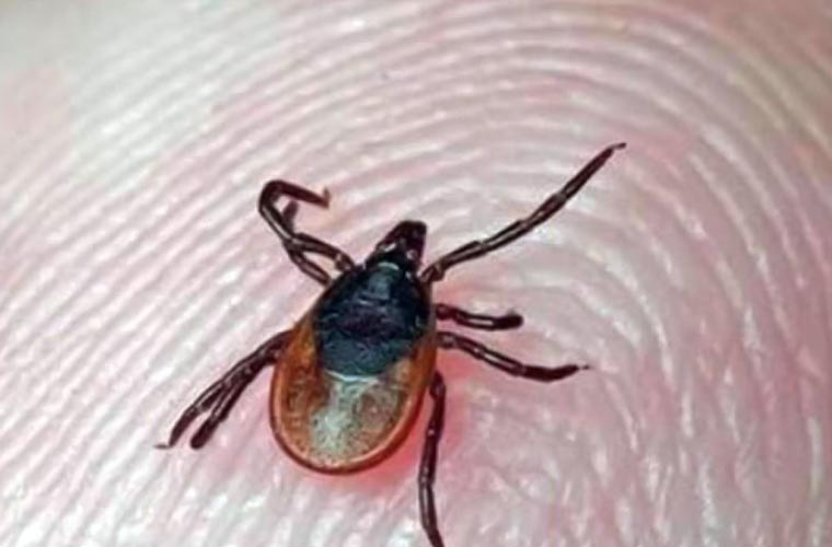 کوئٹہ : کانگو سے متاثرہ ایک اور خاتون انتقال کرگئی