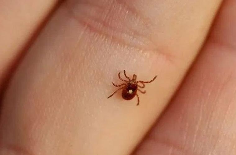 کوئٹہ میں کانگو وائرس سے متاثرہ ایک اور خاتون انتقال کرگئی