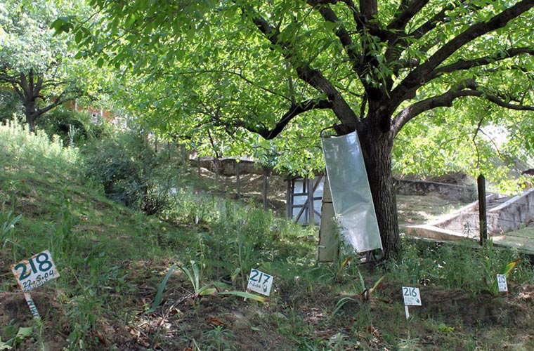 بھارت نے وادی مقبوضہ کشمیر کو مسلمانوں کا اجتماعی قبرستان بنا دیا