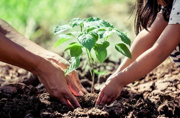 لاہور کے ہر اسکول میں پودے لگانے کے عمل کو یقینی بنانے کا حکم