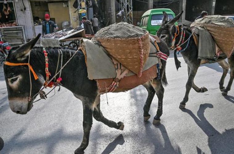 کابینہ نے چین کو گدھوں کی کھالیں برآمد کرنے سمیت 4 پروٹوکولز پر دستخط کی منظوری دیدی