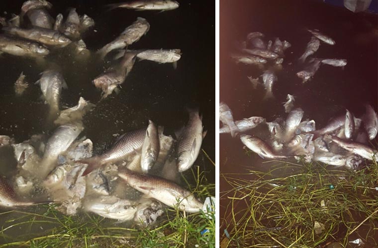 راول ڈیم میں زہریلا کیمکل ملا کر ہزاروں آبی حیات ماردی گئیں