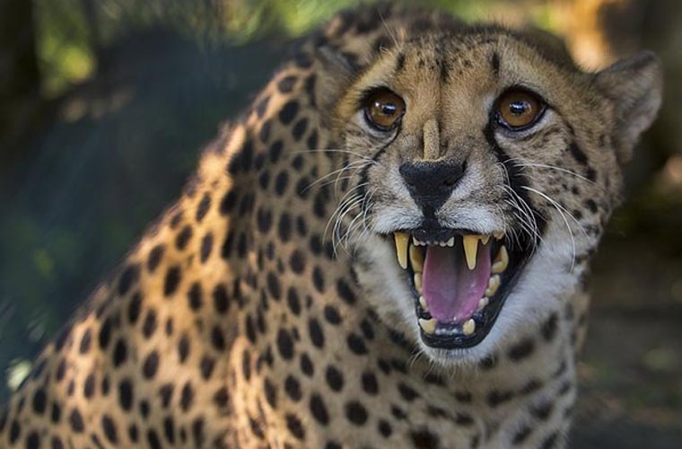 پاراچنار: تیندوے کا شہریوں پر حملہ، 2 افراد زخمی