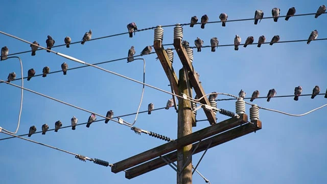 آخر بجلی کی تاروں سے پرندوں کو کرنٹ کیوں نہیں لگتا؟