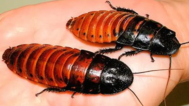 ویلنٹائن ڈے کی انوکھی آفر، سابق پارٹنرز کیلئے منفرد تحفہ