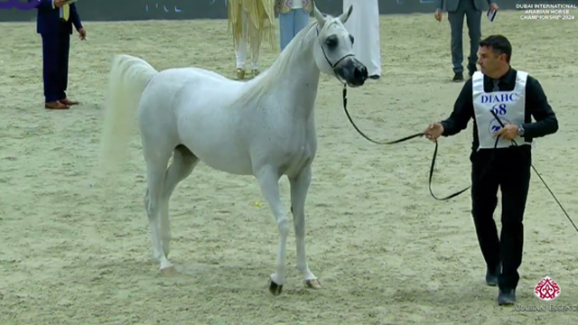 پاکستانی گھوڑے نے عالمی عربین شو میں ملک کا نام روشن کردیا