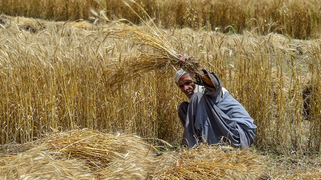 پنجاب حکومت نے گندم کی نئی قیمت مقرر کردی