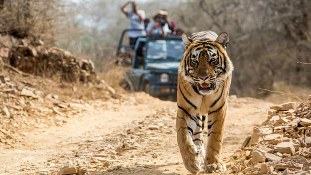 جانوروں کی نگرانی کرنیوالی ٹیکنالوجی خواتین کی جاسوسی کیلئے استعمال ہونے لگی