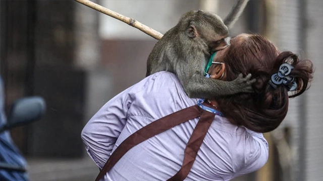 بندروں کا پولیس اسٹیشن پر حملہ، اہلکار خود تھانے میں قید ہوگئے