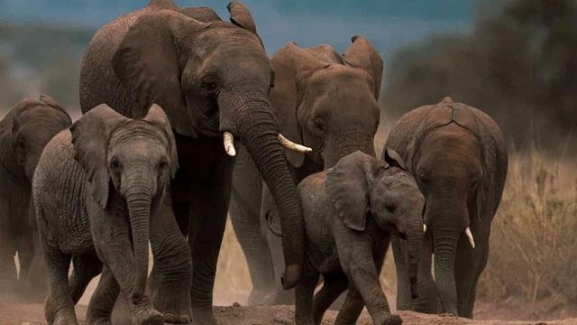 ہاتھی دنیا سے معدوم ہونے لگے، سائنسدانوں نے خبردار کردیا