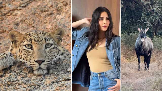 دنیا سے پریشان کترینہ نے ”جنگل” کا رخ کرلیا