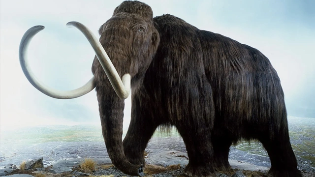 50 ہزار سال پرانے معدوم دیوقدامت ہاتھی ‘میمتھ’ کی باقیات دریافت