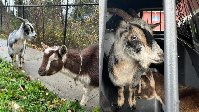 لوگوں کو تنگ کرنے والے ‘دو بدتمیز بکرے’ پکڑے گئے