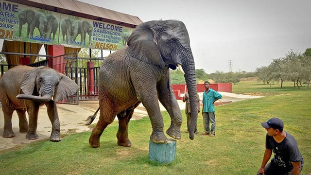 ہتھنی مدھوبالا کی بہن سونیا اچانک چل بسیں