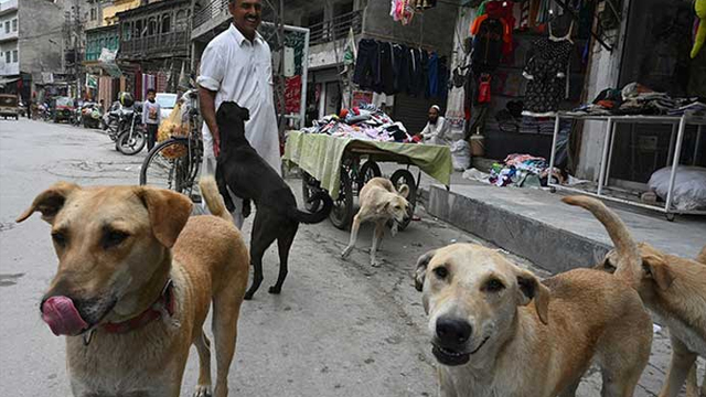 ہزاروں کراچی والوں کو کتوں نے کاٹ لیا، انکشاف