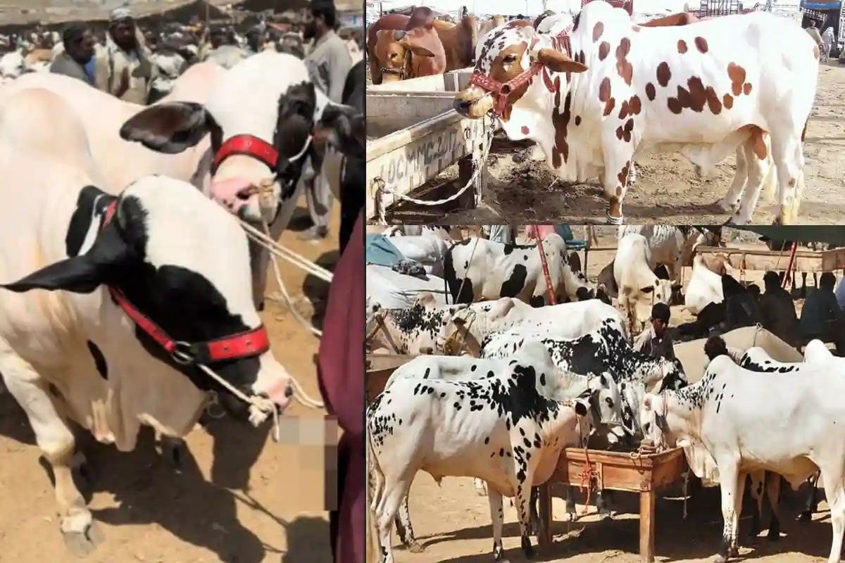 عیدالاضحیٰ منڈی ریٹس اسلام آباد