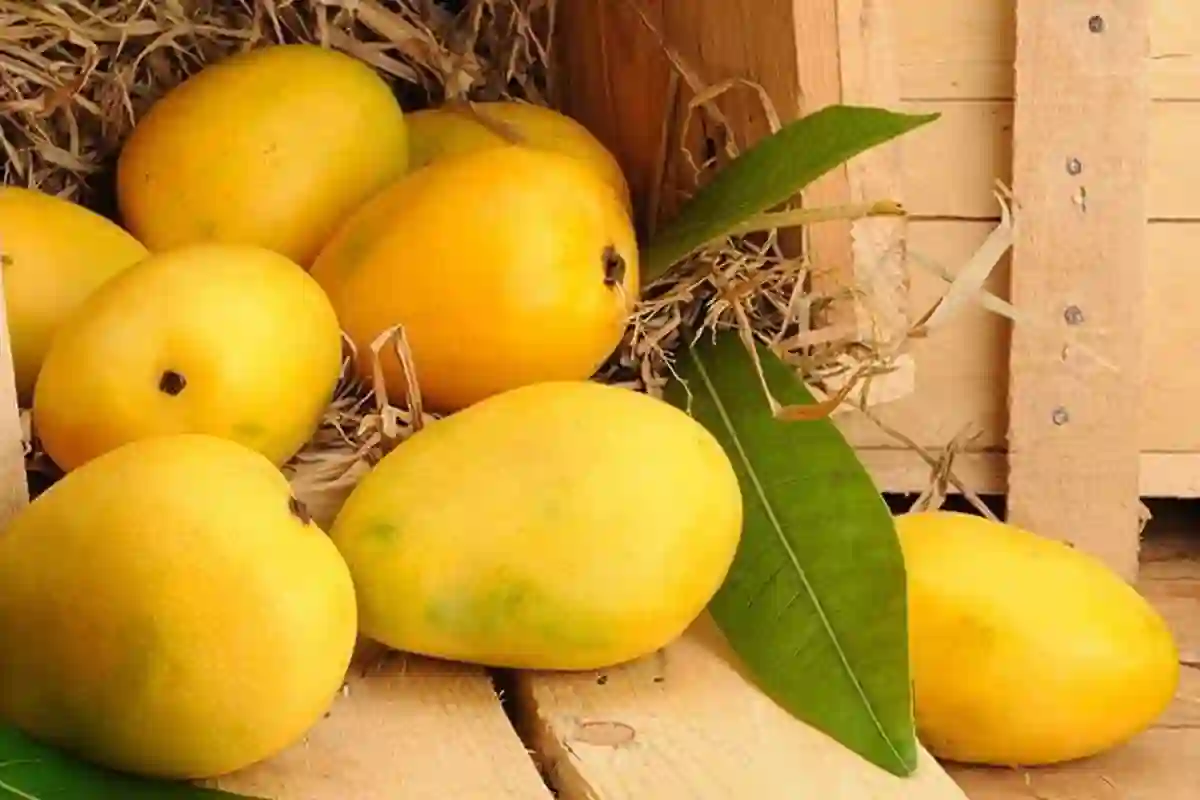 آم کھانے کے شوقین افراد ہوجائیں خبردار!
