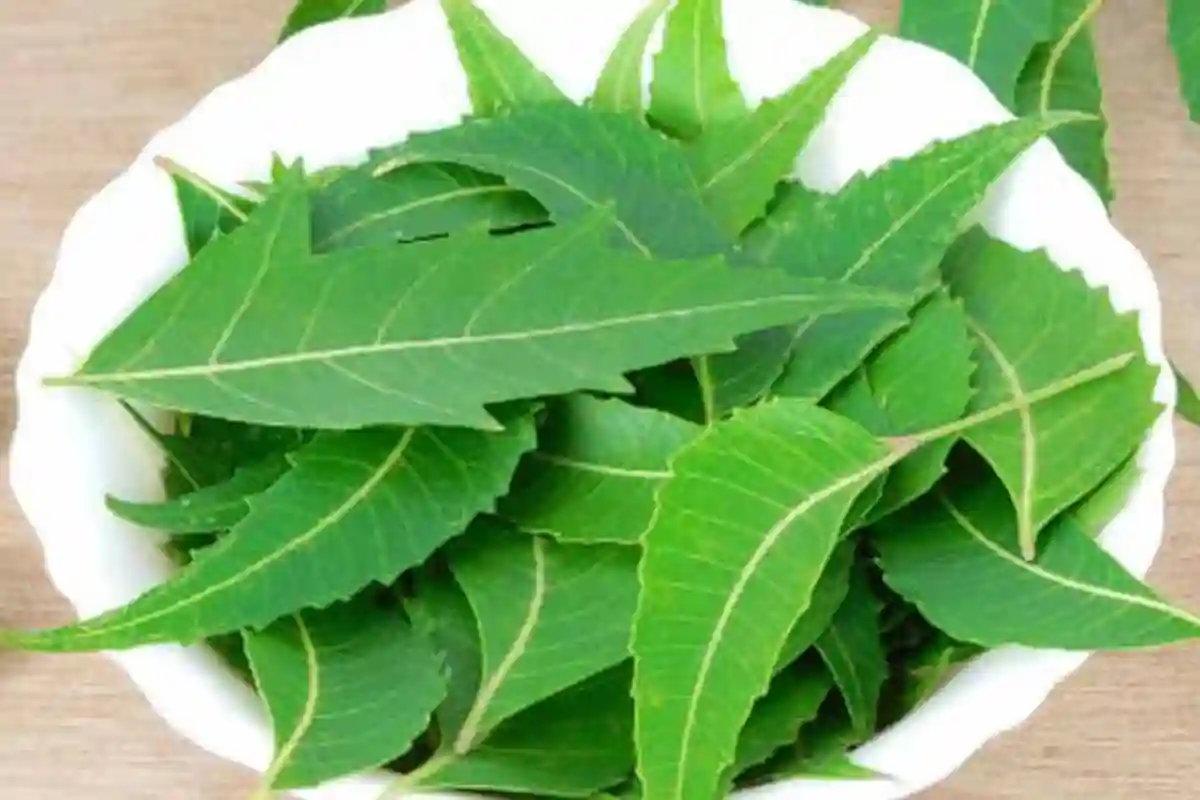 چمکدار اور صاف جلد کے لیے نیم کا استعمال کیسے کریں؟ طریقہ جانیے
