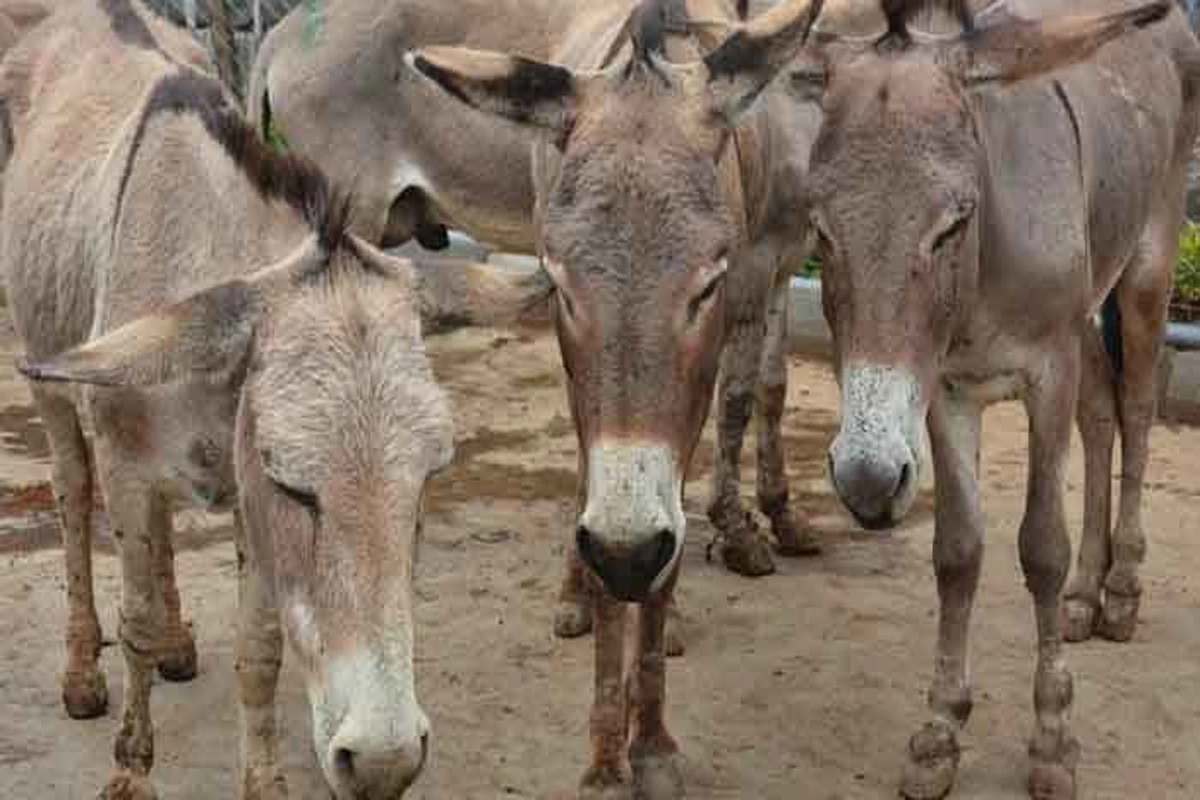 بٹگرام میں خفیہ اطلاع پر ضلعی انتظامیہ کی کارروائی، گدھے کا گوشت برآمد