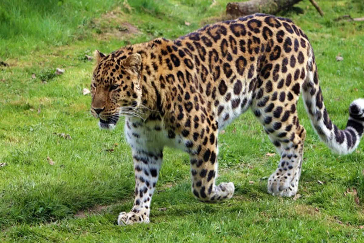 آزادکشمیر میں شہریوں پر حملہ کرنیوالے تیندوے کو گولی مارکر ہلاک کردیا گیا