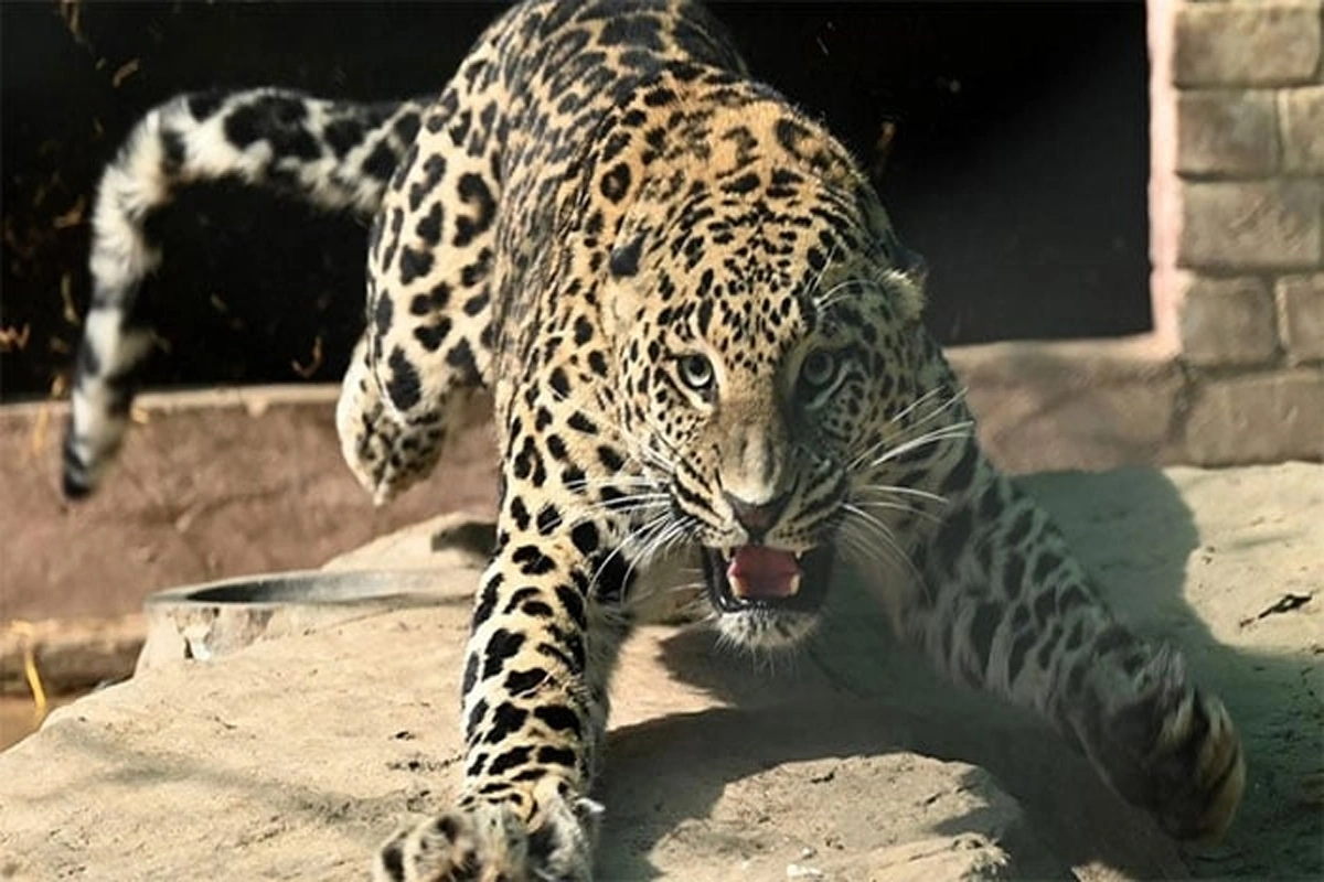 آزاد کشمیر: 24 گھنٹوں میں تیندوے کا دوسرا حملہ، نوجوان زخمی