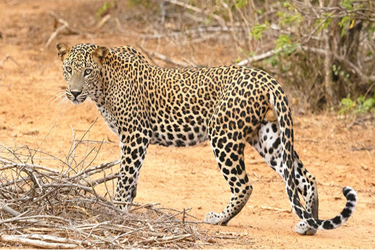 آزادکشمیر: تیندوا گھر سے 8 سالہ بچی کو اٹھا کر لےگیا، بچی مردہ حالت میں برآمد