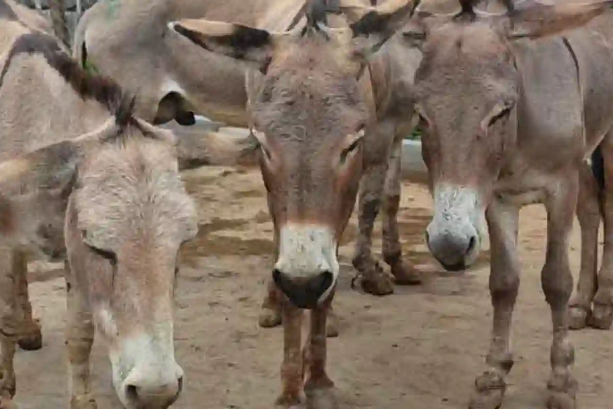 شہری ہو جائیں ہوشیار!ً! ایک اور شہر سے گدھے کا گوشت برآمد