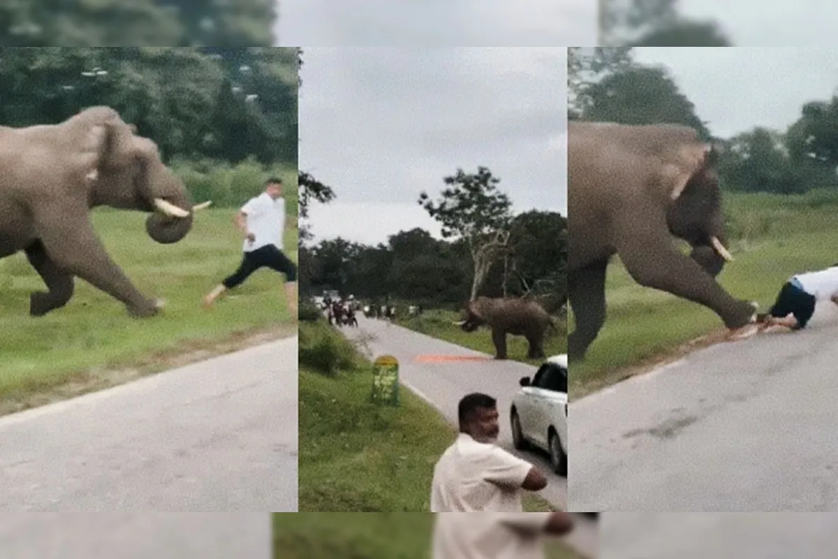 سیلفی کے شوقین شخص پر ہاتھی کا حملہ، دل دہلا دینے والی ویڈیو وائرل