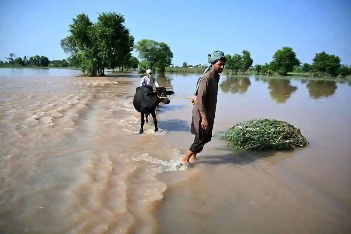 دریائے راوی پر ریسکیو کی گئی بھینس ’’بھلی‘‘ نے اپنے مالک کو کیسے پہچانا؟