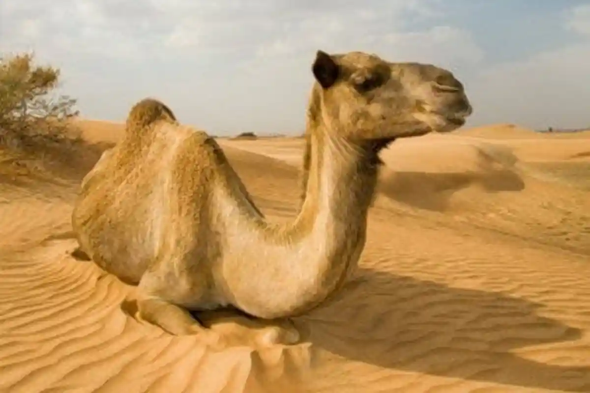 سکھر: کھیت میں گھسنے پر وڈیرے نے اونٹنی کی ٹانگ توڑ دی، ٹریکٹر سے گھسیٹنے کا بھی الزام