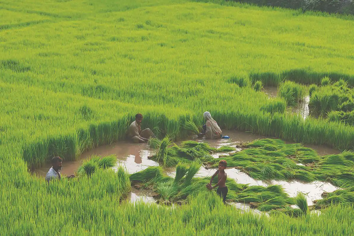 پنجاب کی چاول کی فصل کو 60 فیصد نقصان کی خبریں بے بنیاد قرار، حقیقت کیا ہے؟