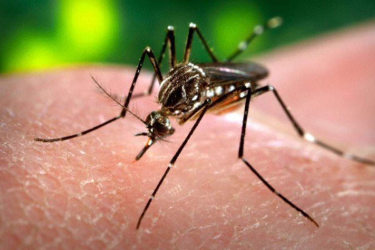 وفاقی دارالحکومت میں ڈینگی کیسز کی سرویلنس رپورٹ جاری