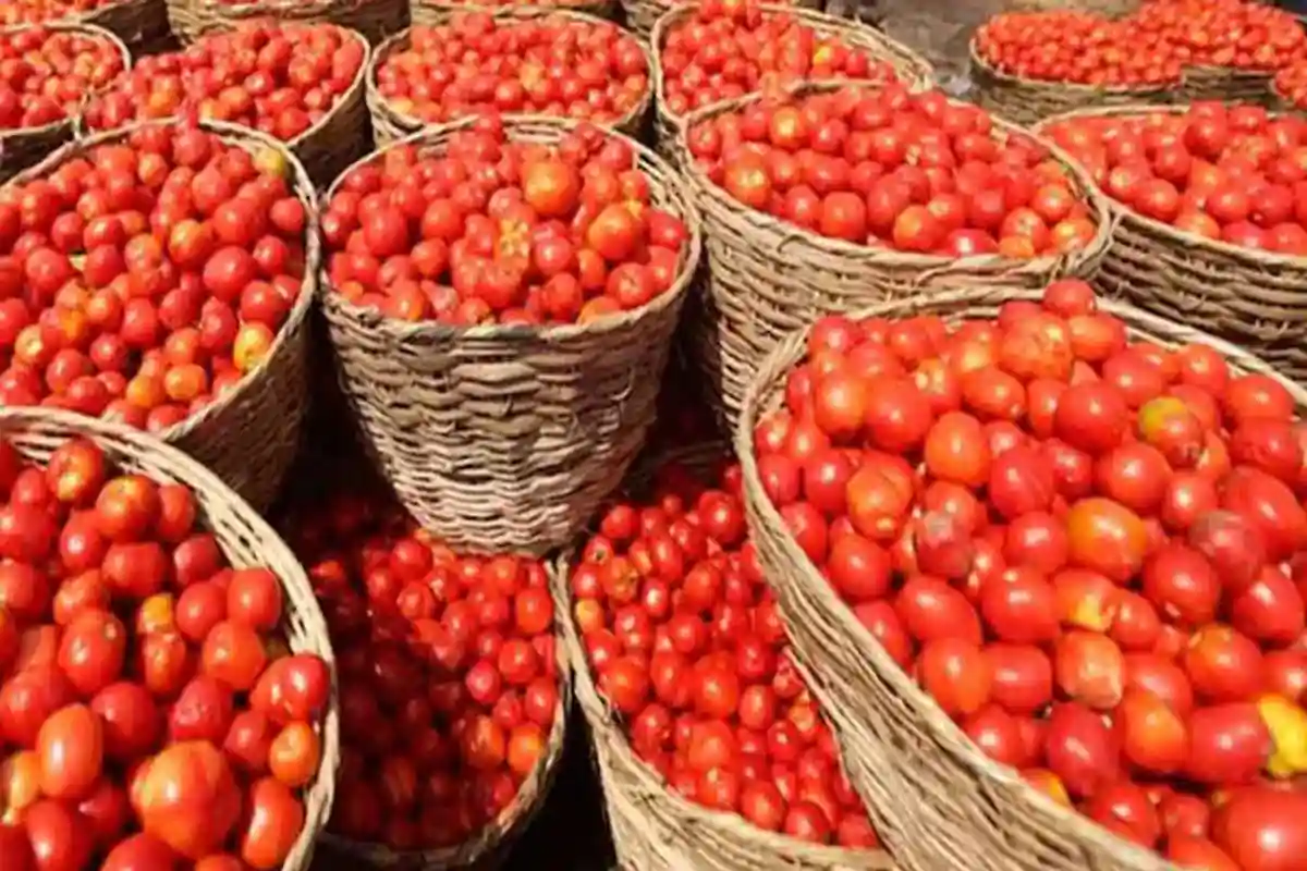 There is a possibility of a decrease in the price of red tomatoes.