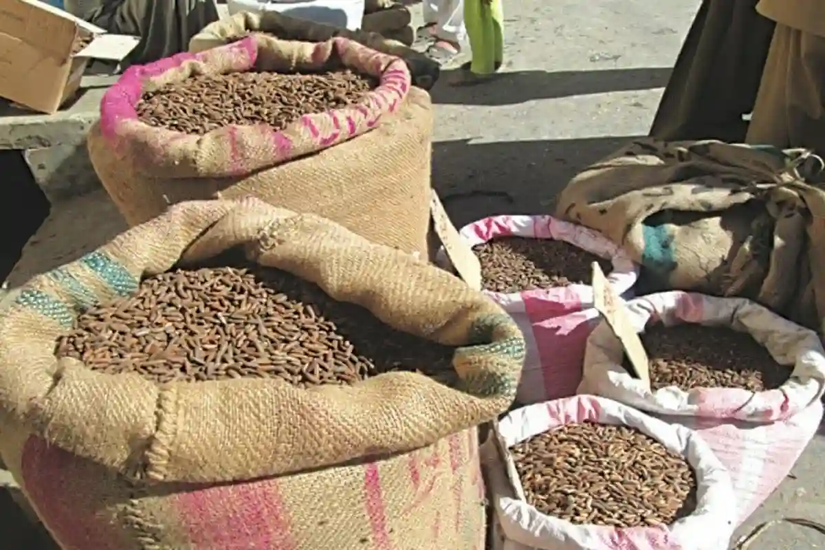 ماضی میں مہنگا فروخت ہونے والا چلغوزہ اس برس پاکستان میں اتنا سستا کیوں؟ اہم وجہ سامنے آگئی