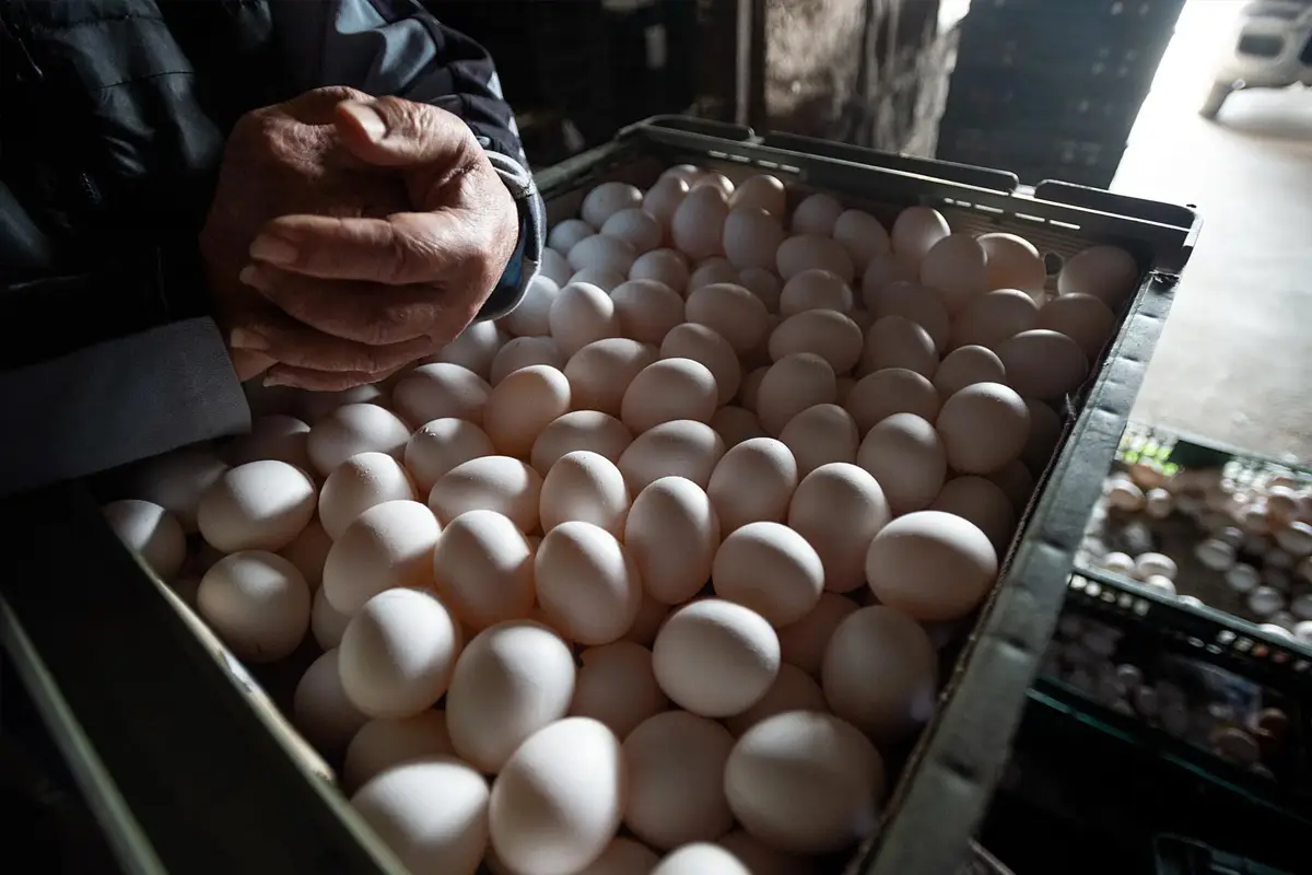 آپ جو انڈہ کھا رہے ہیں وہ نقلی ہے یا اصلی؟ فیکٹری میں بنے جعلی انڈوں کی وائرل ویڈیو نے سب کے ہوش اڑادیئے