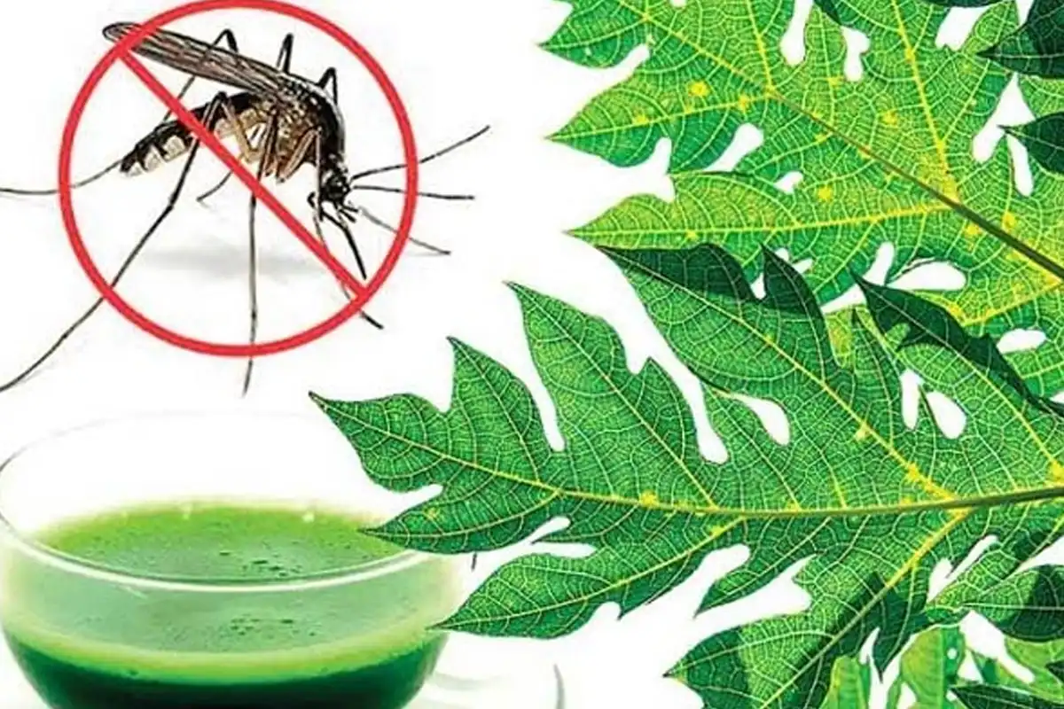 پپیتے کے پتوں سے ڈینگی کا علاج کیسے ممکن ہے؟ جانیے