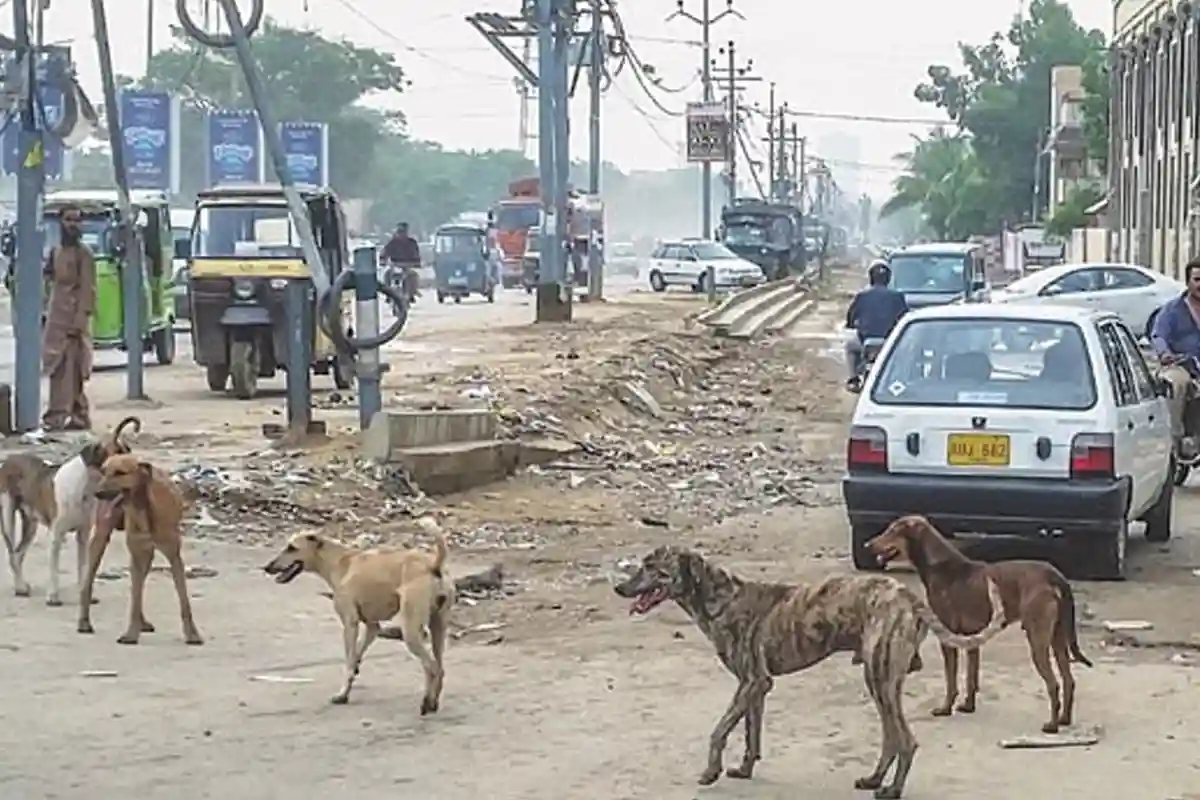 کراچی؛ آوارہ کتے نے ایک ہی علاقے میں 20 سے زائد افراد کو کاٹ لیا