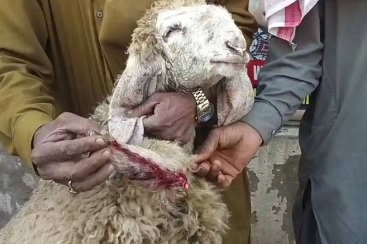 گھوٹکی میں ظلم کی انتہا، بااثر ظالم شخص نے اپنی زمین سے گھاس کھانے والی بھیڑ کی ٹانگ کاٹ دی