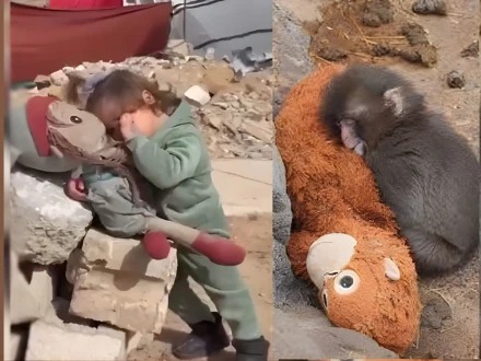 ماں سے جدا بندر پر دنیا پگھل گئی لیکن غزہ کے بچی پر خاموشی؟ دل دہلا دینے والی ویڈیو نے عالمی ضمیر کو جھنجھوڑ دیا