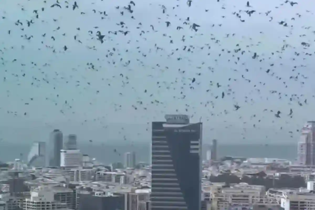 دنیا میں نئی ہلچل؛ تل ابیب کے آسمان پر کوؤں کا جھنڈ، کیا یہ اسرائیل کی مکمل تباہی کا اشارہ ہے؟ بڑی پیشگوئی سامنے آگئی