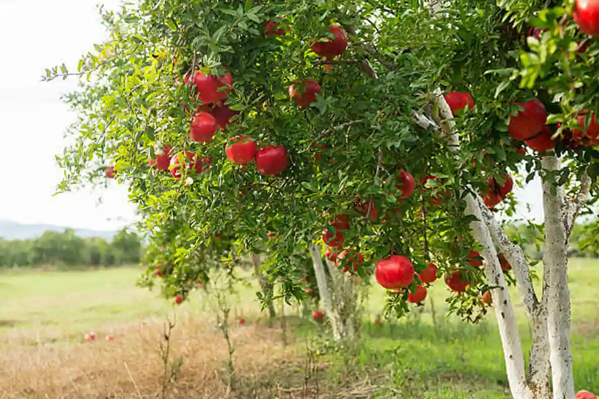 پودوں میں نمک کا استعمال
