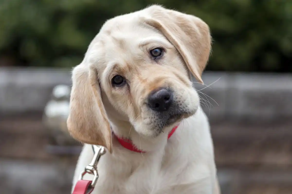 اسلام آباد میں پالتو کتے کے قتل کا مقدمہ درج