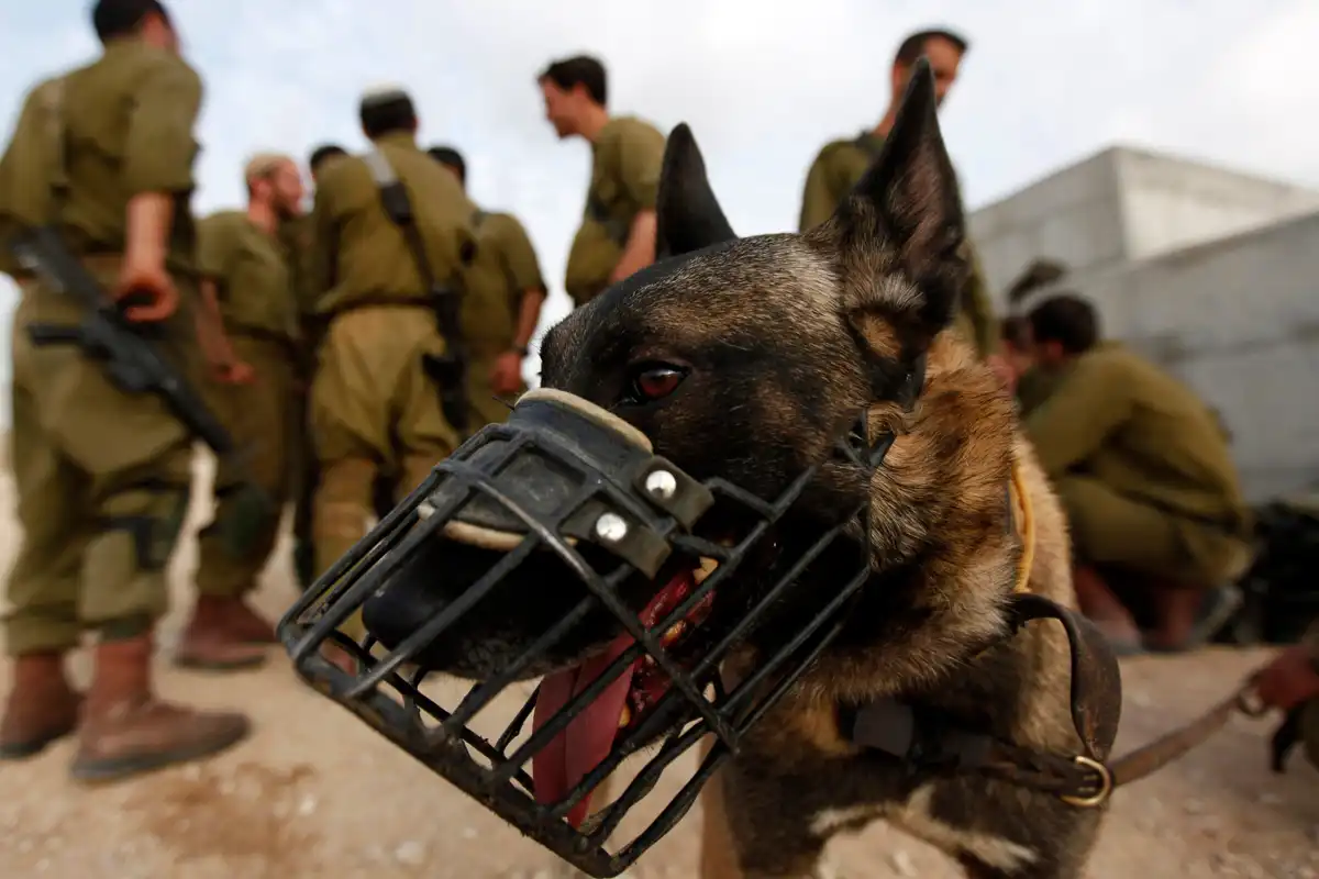 فلسطینی قیدیوں