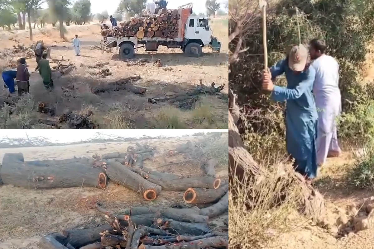 کیر تھر نیشنل پارک میں نایاب درختوں کی غیر قانونی کٹائی، پولیس نے لکڑی سے بھرا ٹرک پکڑ لیا